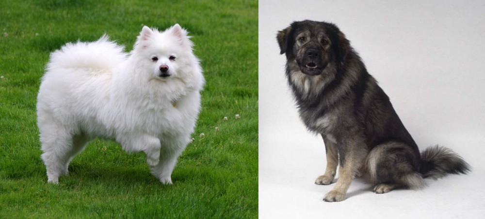 Istrian Sheepdog vs American Eskimo Dog - Breed Comparison