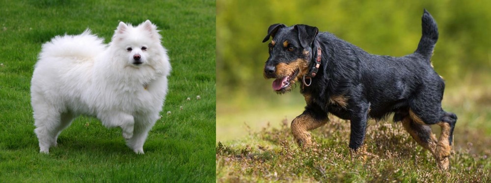 Jagdterrier vs American Eskimo Dog - Breed Comparison