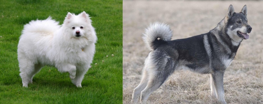 Jamthund vs American Eskimo Dog - Breed Comparison