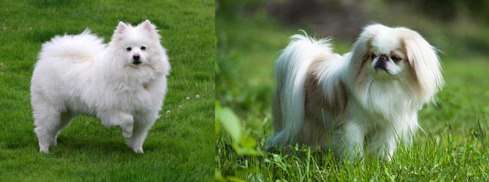 Japanese Chin vs American Eskimo Dog - Breed Comparison