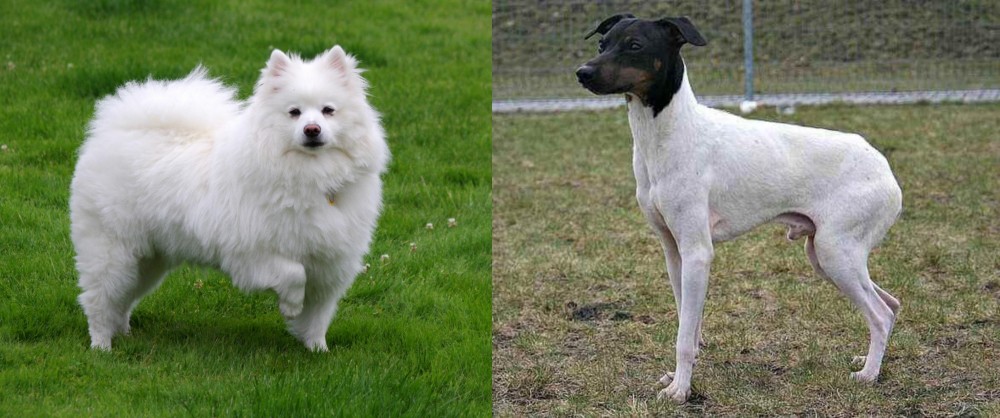 Japanese Terrier vs American Eskimo Dog - Breed Comparison
