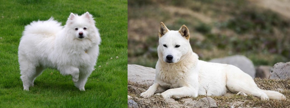 Jindo vs American Eskimo Dog - Breed Comparison