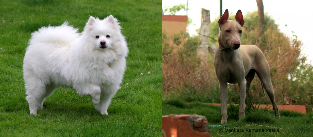 Jonangi vs American Eskimo Dog - Breed Comparison