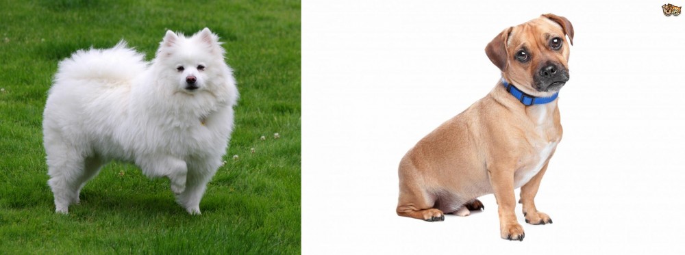 Jug vs American Eskimo Dog - Breed Comparison