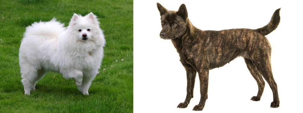 Kai Ken vs American Eskimo Dog - Breed Comparison
