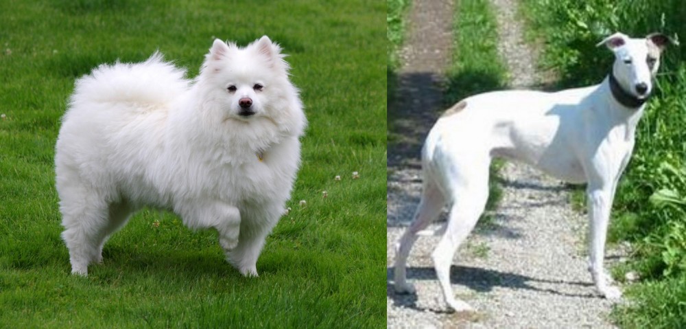 Kaikadi vs American Eskimo Dog - Breed Comparison