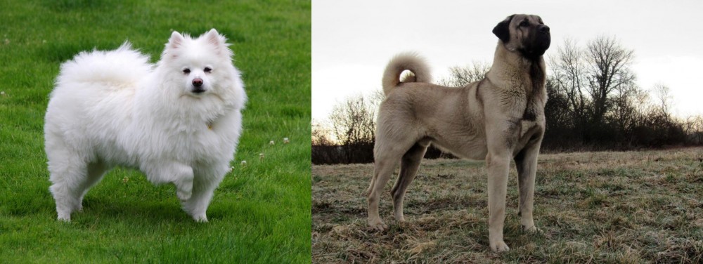 Kangal Dog vs American Eskimo Dog - Breed Comparison