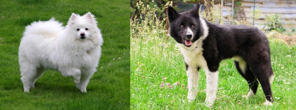 Karelian Bear Dog vs American Eskimo Dog - Breed Comparison