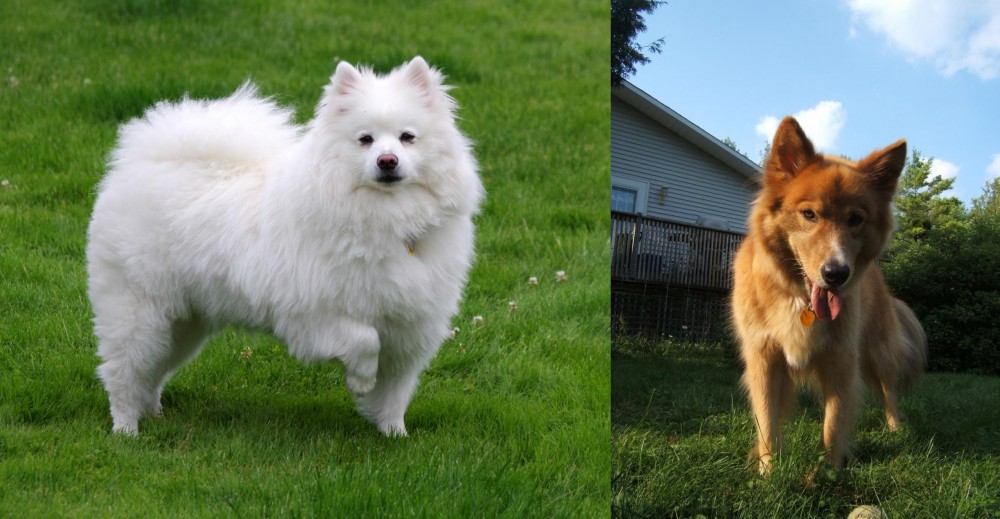 Karelo-Finnish Laika vs American Eskimo Dog - Breed Comparison