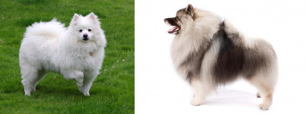 Keeshond vs American Eskimo Dog - Breed Comparison