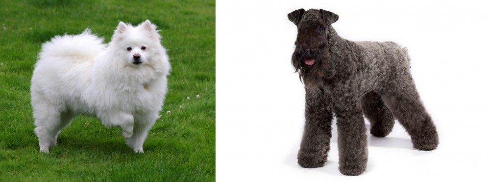 Kerry Blue Terrier vs American Eskimo Dog - Breed Comparison