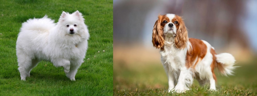 King Charles Spaniel vs American Eskimo Dog - Breed Comparison