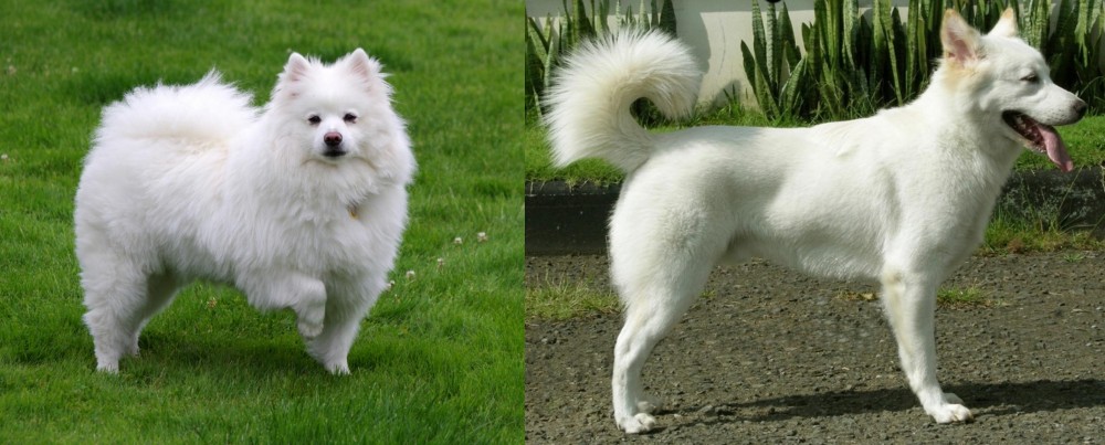 Kintamani vs American Eskimo Dog - Breed Comparison