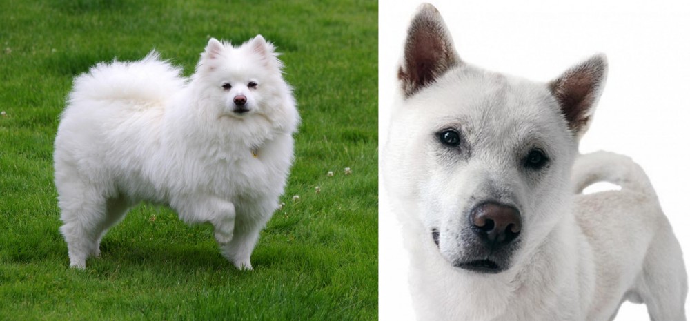 Kishu vs American Eskimo Dog - Breed Comparison