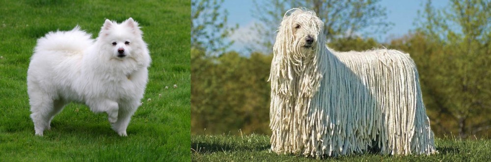 Komondor vs American Eskimo Dog - Breed Comparison