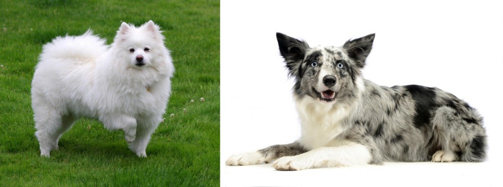 Koolie vs American Eskimo Dog - Breed Comparison