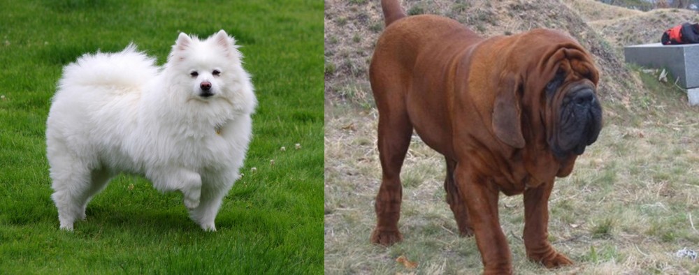 Korean Mastiff vs American Eskimo Dog - Breed Comparison