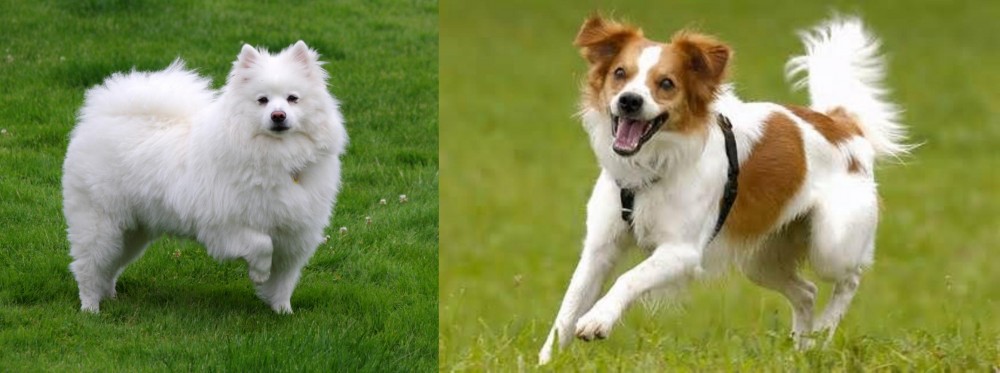 Kromfohrlander vs American Eskimo Dog - Breed Comparison