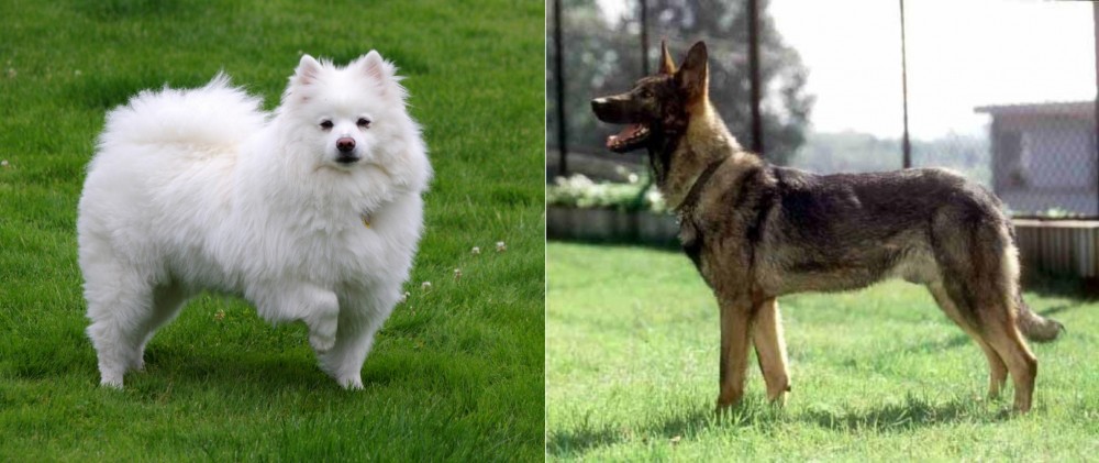Kunming Dog vs American Eskimo Dog - Breed Comparison