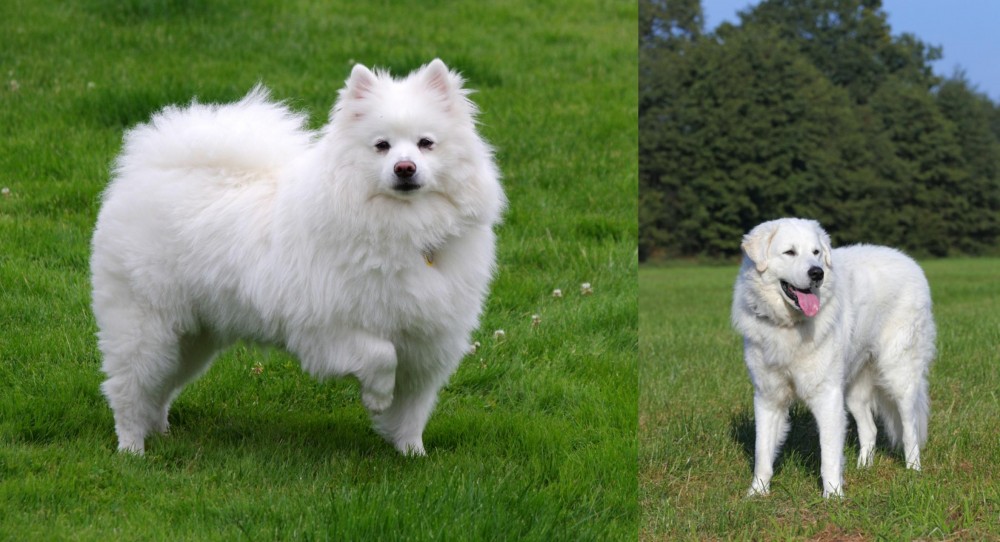Kuvasz vs American Eskimo Dog - Breed Comparison