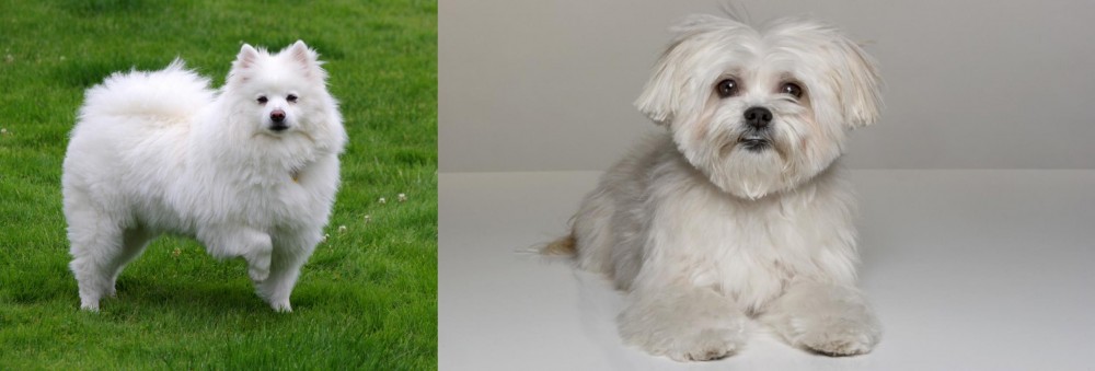 Kyi-Leo vs American Eskimo Dog - Breed Comparison