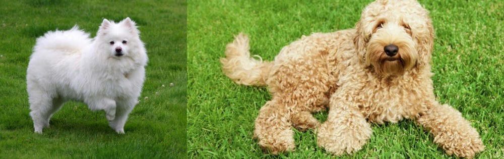 Labradoodle vs American Eskimo Dog - Breed Comparison