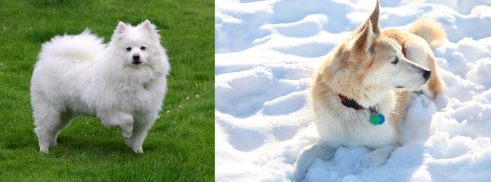 Labrador Husky vs American Eskimo Dog - Breed Comparison