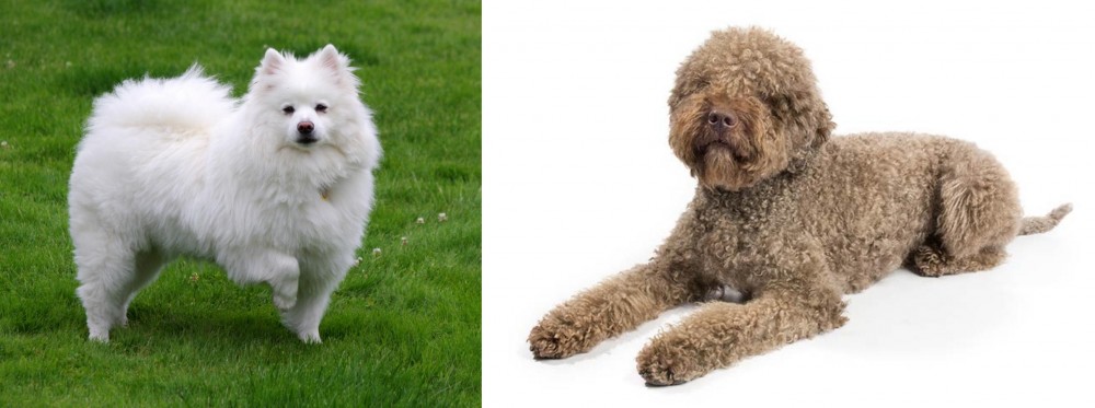 Lagotto Romagnolo vs American Eskimo Dog - Breed Comparison