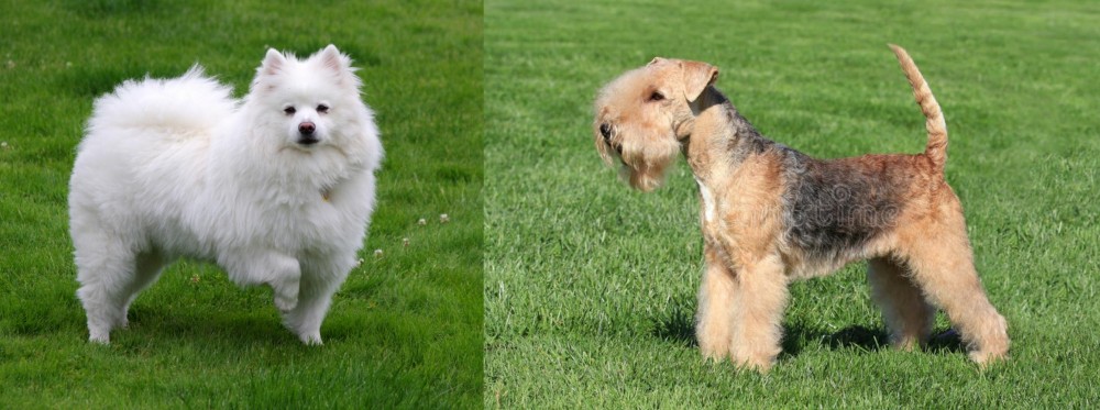 Lakeland Terrier vs American Eskimo Dog - Breed Comparison