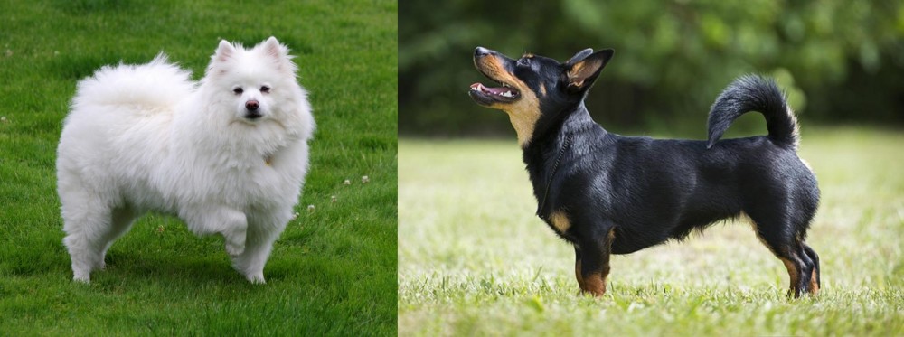 Lancashire Heeler vs American Eskimo Dog - Breed Comparison