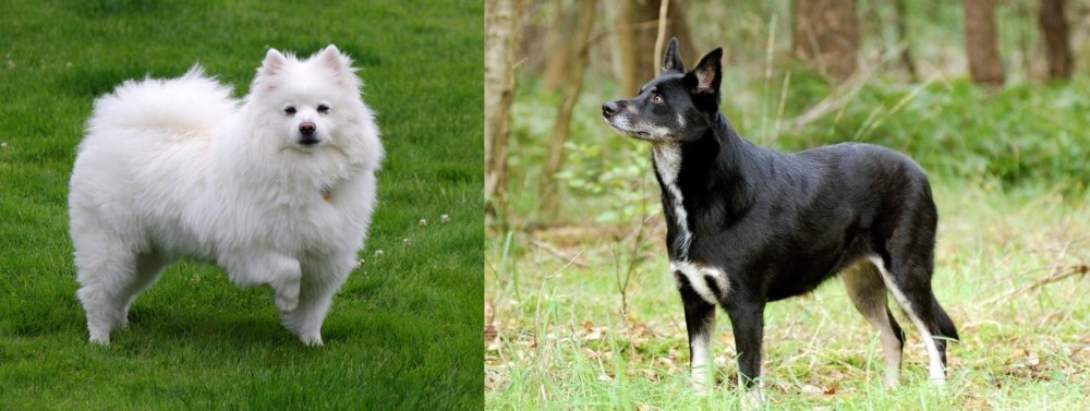 Lapponian Herder vs American Eskimo Dog - Breed Comparison