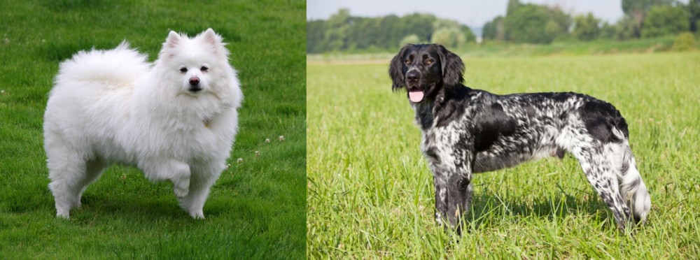 Large Munsterlander vs American Eskimo Dog - Breed Comparison