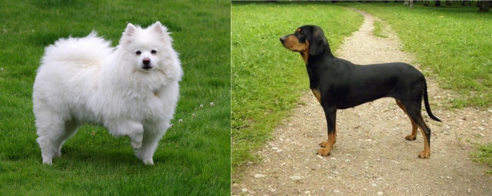 Latvian Hound vs American Eskimo Dog - Breed Comparison