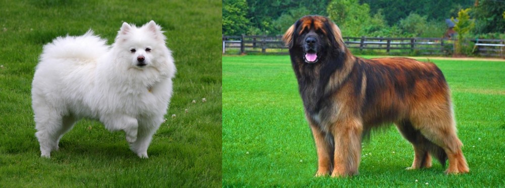 Leonberger vs American Eskimo Dog - Breed Comparison