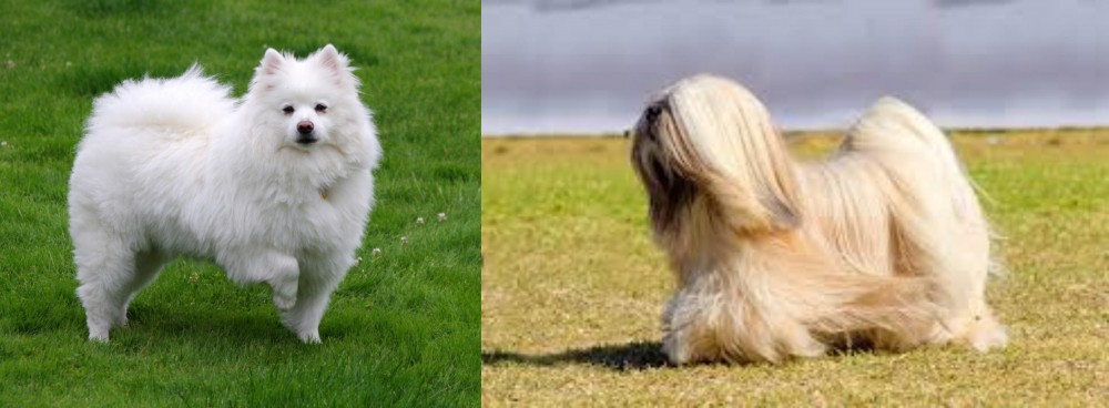 Lhasa Apso vs American Eskimo Dog - Breed Comparison