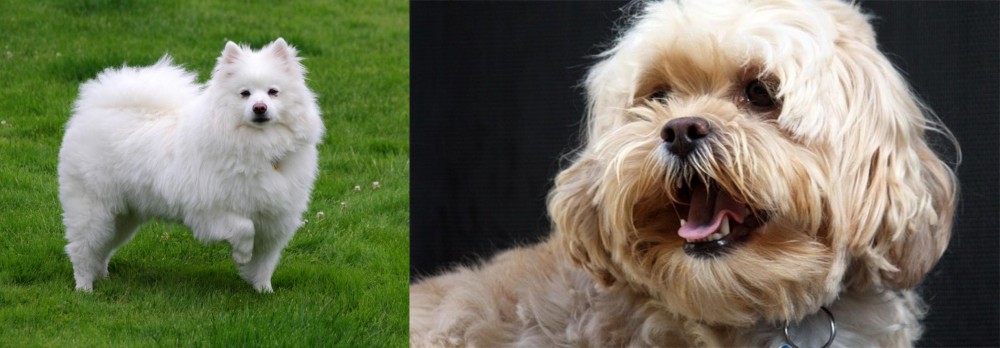 Lhasapoo vs American Eskimo Dog - Breed Comparison