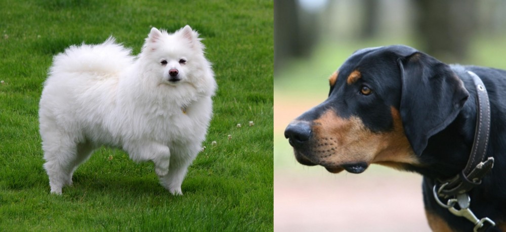 Lithuanian Hound vs American Eskimo Dog - Breed Comparison