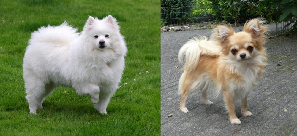 Long Haired Chihuahua vs American Eskimo Dog - Breed Comparison
