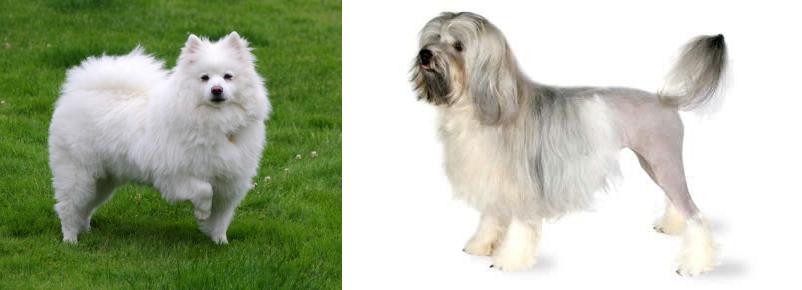 Lowchen vs American Eskimo Dog - Breed Comparison