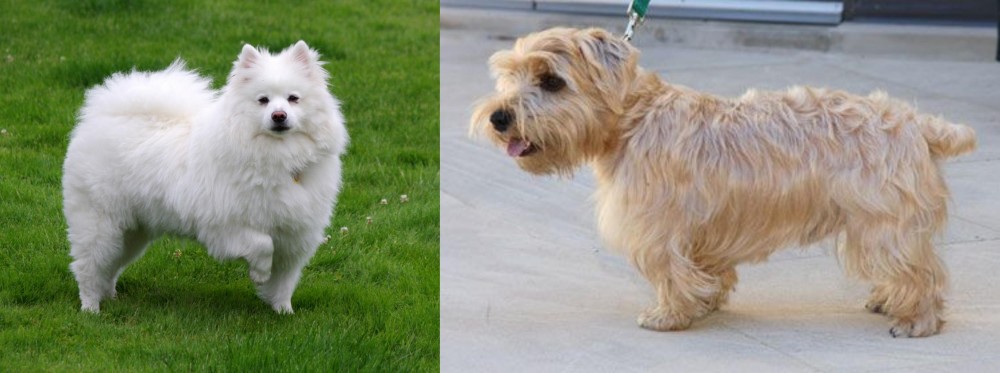 Lucas Terrier vs American Eskimo Dog - Breed Comparison