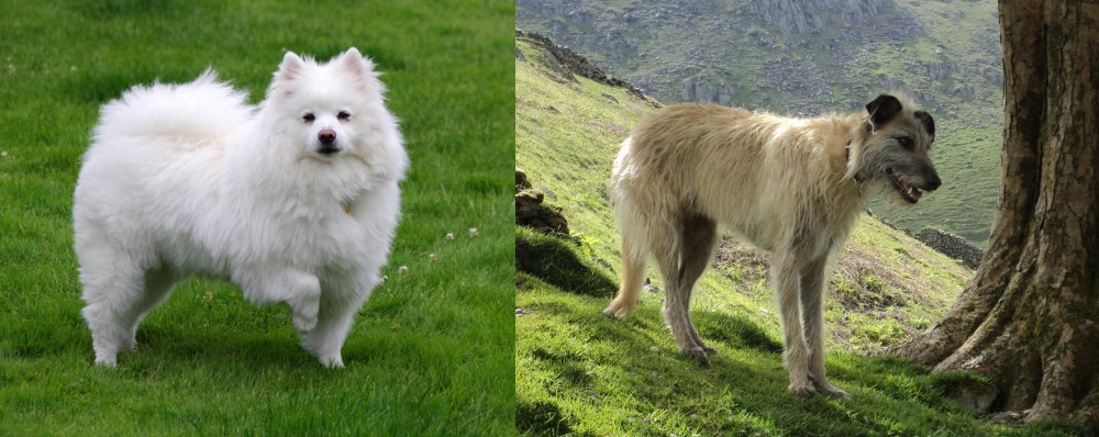Lurcher vs American Eskimo Dog - Breed Comparison