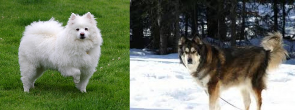 Mackenzie River Husky vs American Eskimo Dog - Breed Comparison