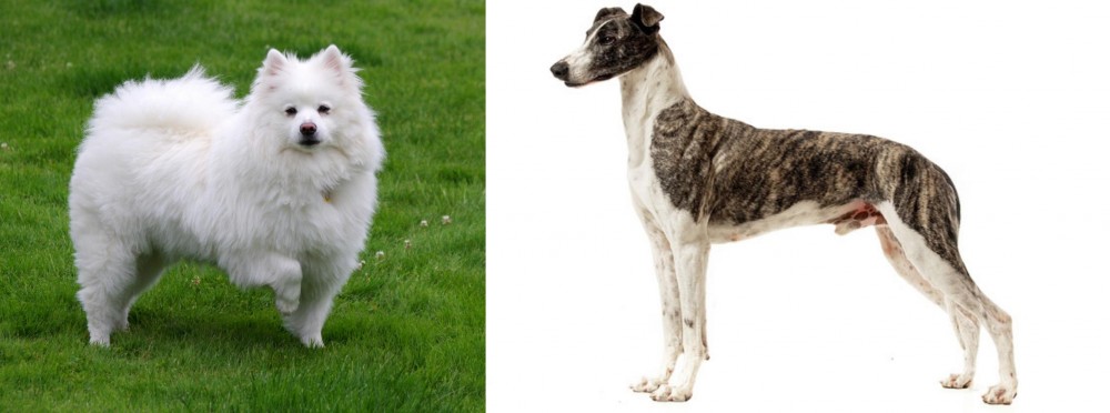 Magyar Agar vs American Eskimo Dog - Breed Comparison