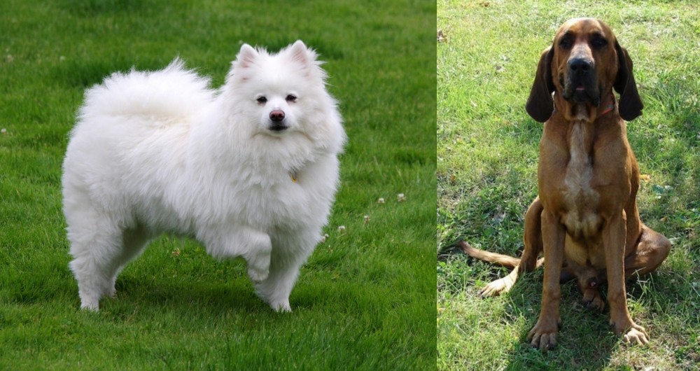 Majestic Tree Hound vs American Eskimo Dog - Breed Comparison