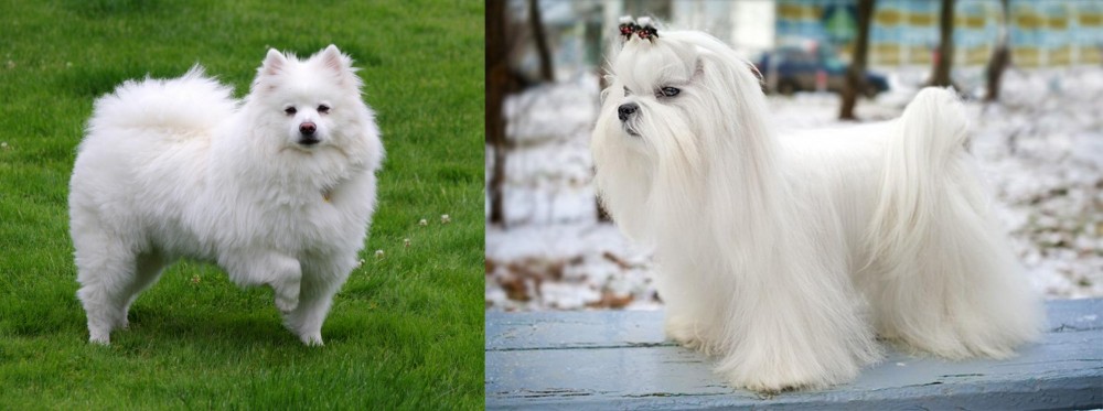 Maltese vs American Eskimo Dog - Breed Comparison