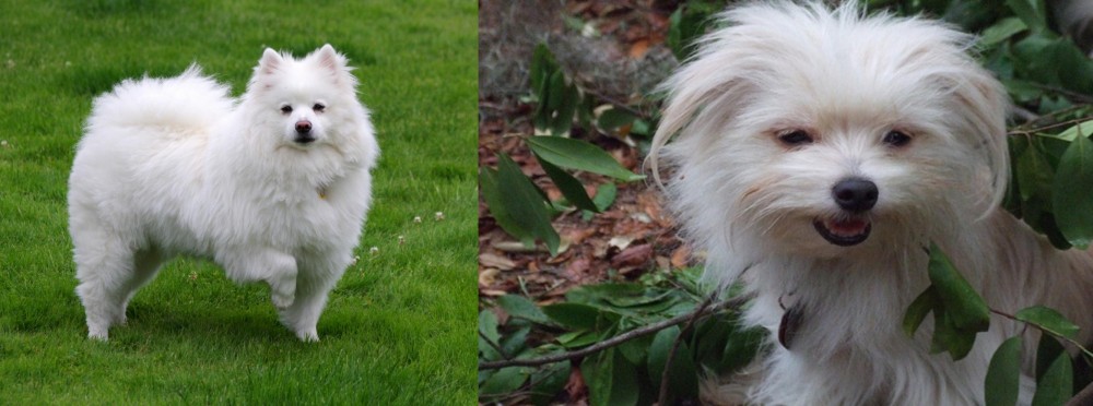 Malti-Pom vs American Eskimo Dog - Breed Comparison