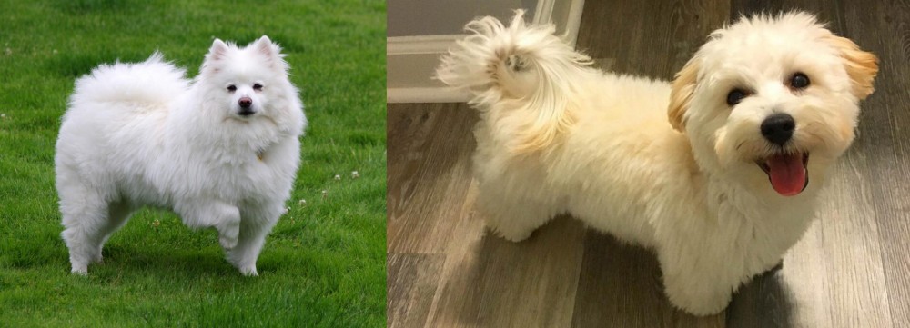 Maltipoo vs American Eskimo Dog - Breed Comparison
