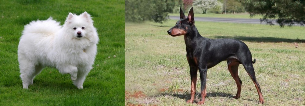 Manchester Terrier vs American Eskimo Dog - Breed Comparison