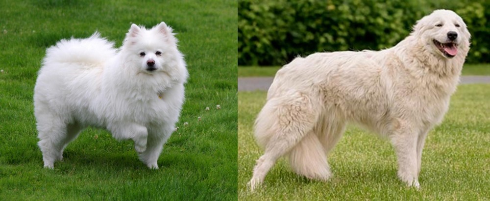 Maremma Sheepdog vs American Eskimo Dog - Breed Comparison