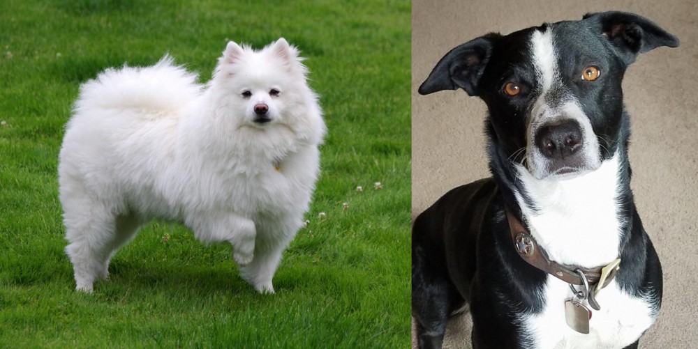 McNab vs American Eskimo Dog - Breed Comparison